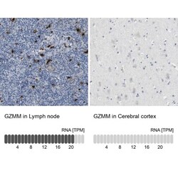Granzyme M Antibody, Novus Biologicals:Antibodies:Primary Antibodies